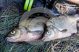 Two big freshwater common bream commonly known as Abramis Brama and fishing rod with reel on black fishing net