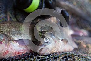 Two big freshwater common bream commonly known as Abramis Brama and fishing rod with reel on black fishing net