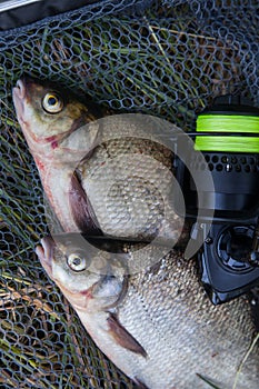 Two big freshwater common bream commonly known as Abramis Brama and fishing rod with reel on black fishing net