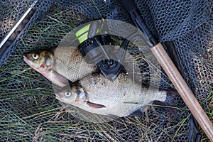 Two big freshwater common bream commonly known as Abramis Brama and fishing rod with reel on black fishing net