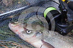 Two big freshwater common bream commonly known as Abramis Brama and fishing rod with reel on black fishing net