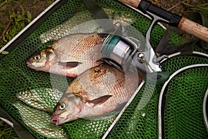 Two big freshwater common bream fish and fishing rod with reel on green fishing net