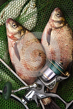 Two big freshwater common bream fish and fishing rod with reel on green fishing net