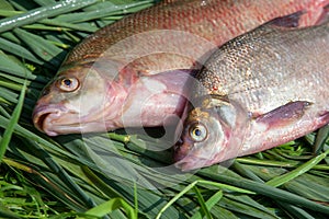 Two big freshwater common bream fish on green reed