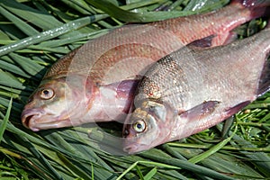 Two big freshwater common bream fish on green reed