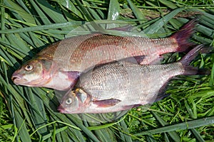 Two big freshwater common bream fish on green reed