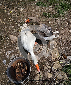 Two big geese in the yard of the farm quacking