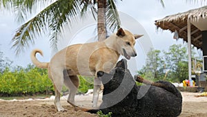 Two Big Happy Dogs are Playing and Fighting on the Sandy Beach. Koh Phangan, Thailand.