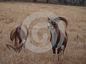 Two Big Horn Sheep Graze photo