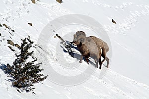 Two Big Horn Sheep on snowy mountain side