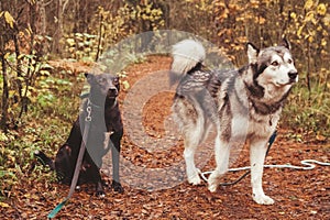 Two big kind dogs in the forest. black and grey dogs.