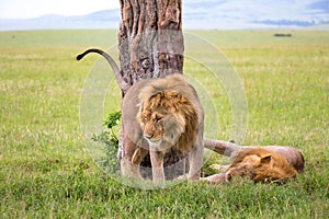 Two big lions show their emotions to each other in the savanna of Kenya