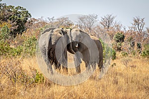 Two big male Elephants playing