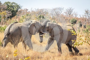 Two big male Elephants playing
