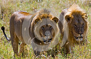 Two big male lions on the hunt. National Park. Kenya. Tanzania. Masai Mara. Serengeti.