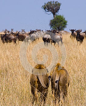 Two big male lions on the hunt. National Park. Kenya. Tanzania. Masai Mara. Serengeti.