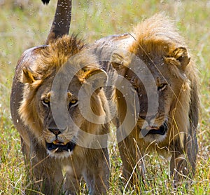 Two big male lions on the hunt. National Park. Kenya. Tanzania. Masai Mara. Serengeti.