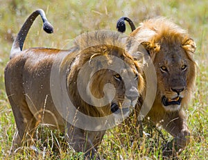 Two big male lions on the hunt. National Park. Kenya. Tanzania. Masai Mara. Serengeti.