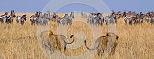 Two big male lions on the hunt. National Park. Kenya. Tanzania. Masai Mara. Serengeti. photo