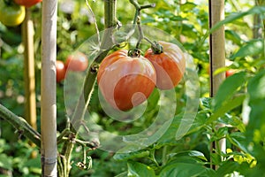 Two big orange fleshy of beefsteak tomatoes growing on a stem.