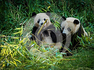 Two big pandas are eating bamboo