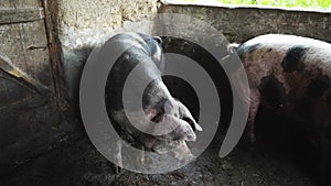 Two big pigs in a pigsty, spotty pigs rub against a wall in a pigsty