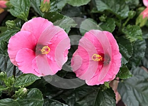 Two pink hibiscus flowers