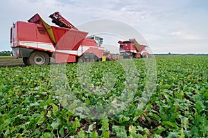 Two big red combine harvesters harvest of sugar photo