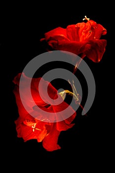 Two big red flowers isolated on black