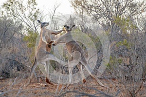 Two big red kangaroos fighting.