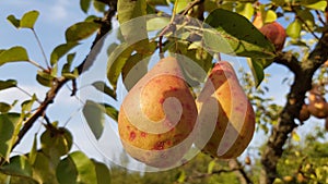 Two big ripe pears are hanging on tree branch