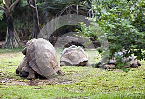 Two Big Seychelles turtles sympathizing each other. Mauritius
