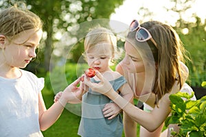 Two big sisters feeding fresh organic strawberries to their toddler brother on sunny summer day