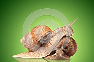 two big snails posing