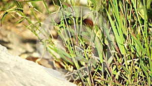 two big snakes in the grass, coiling and biting in a fight. Pseudopus apodus reptilian combat.