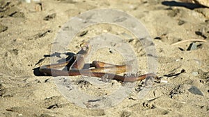 Two big snakes on the sand, coiling and biting in a fight. Pseudopus apodus reptilian combat.