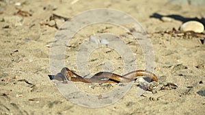 two big snakes on the sand, coiling and biting in a fight. Pseudopus apodus reptilian combat.
