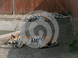 Two big tigers relax at the sun in their yard