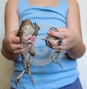 Two big toads in children& x27;s hands