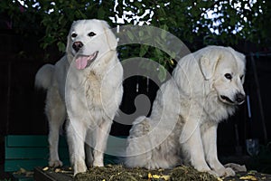 Two big white dogs outdoor. Tatra Shepherd Dog.