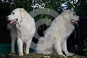 Two big white dogs outdoor. Tatra Shepherd Dog.