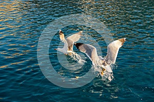 Two big white seagulls Laridae fighting for food in crystal blue waters of Mediterranean Sea in Cyclades Islands, Greece