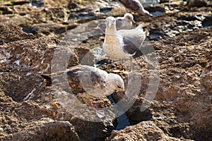 Two big yellow-legged gulls looking for food on the volcanic shore of the Atlantic Ocean in the area of Essaouira in Morocco in