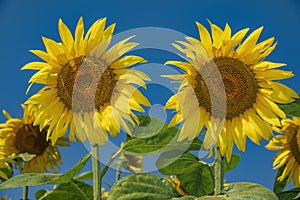 Two big yellow sunflower heads