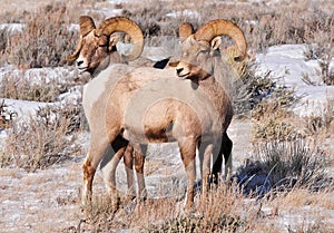 Two Bighorn Sheep