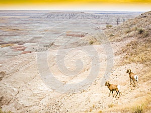 Two Bighorn Sheep Ram & Ewe in Badlands National Park, South Dakota, panoramic view