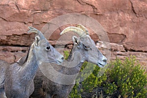 Two Bighorn Sheep beside a rocky cliff in Colorado National Monument