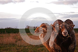 Two bighorned rams in a pasture