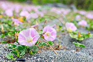 Two bindweed flowers on the sand, pink flowers with leaves grow