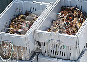 Two bins of freshly caught Maine lobsters